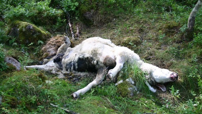 Sauekadaveret som vart funne på Blåbærstølen i Fjærland er førebels det siste sporet etter bjørnen. (Foto: Bjarte Haugen) Sauekadaveret som vart funne på Blåbærstølen i Fjærland er førebels det siste sporet etter bjørnen. (Foto: Bjarte Haugen)