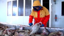 Fiskerne sløyer sin egen fangst når de kommer i land etter ei natt på havet. (Foto: Leif Inge Larssen/NRK) Fiskerne sløyer sin egen fangst når de kommer i land etter ei natt på havet. (Foto: Leif Inge Larssen/NRK)