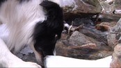 Snuser seg frem til døde sauer - Nå skal vi møte en hund med litt spesielle egenskaper. Den er nemlig trent opp til å finne døde sauer. Vi ble med Jippi på trening.