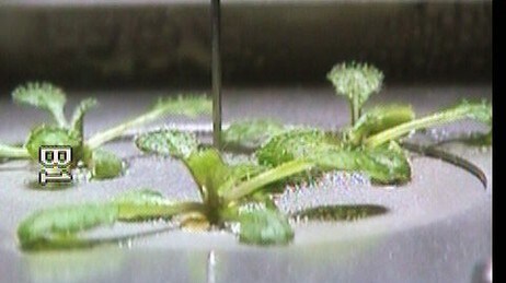 Romplanter fra NTNU (Foto: NASA / NTNU)