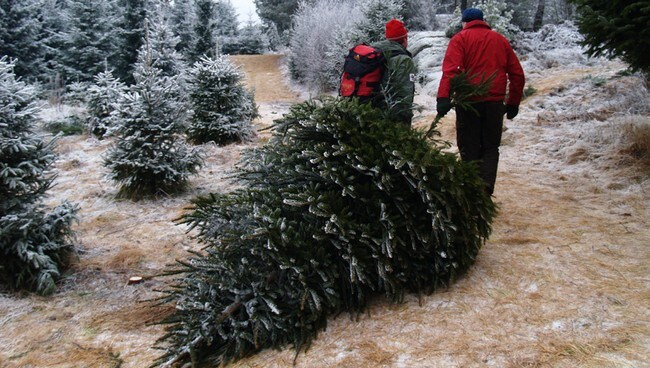Gøy i juletreskogen (Foto: Yngve Tørrestad/NRK)