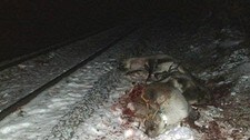 Påkjørt reinsdyr (Foto: Olof Anders Kuhmunen)