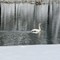 Svanene glir lett inn i snølandskapet. Svanene glir lett inn i snølandskapet.
