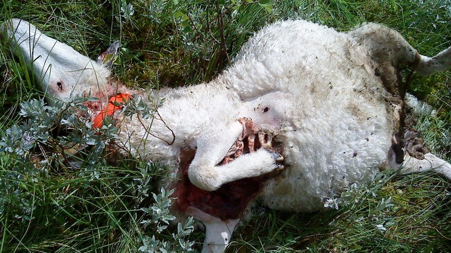 Sau tatt av rovdyr (Foto: Jørn Kjonerud) Sau tatt av rovdyr (Foto: Jørn Kjonerud)