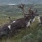Villreinstammen i Rondane er sårbar, vær varsom når du ferdes nær reinen. 
