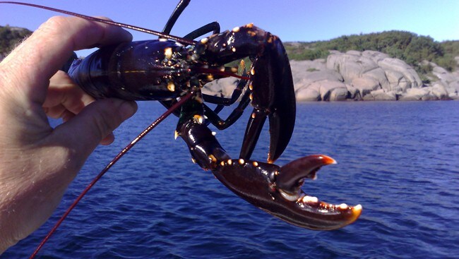 Undermåls hummer (Foto: Odd Rømteland/Foto: Odd Rømteland/NRK)