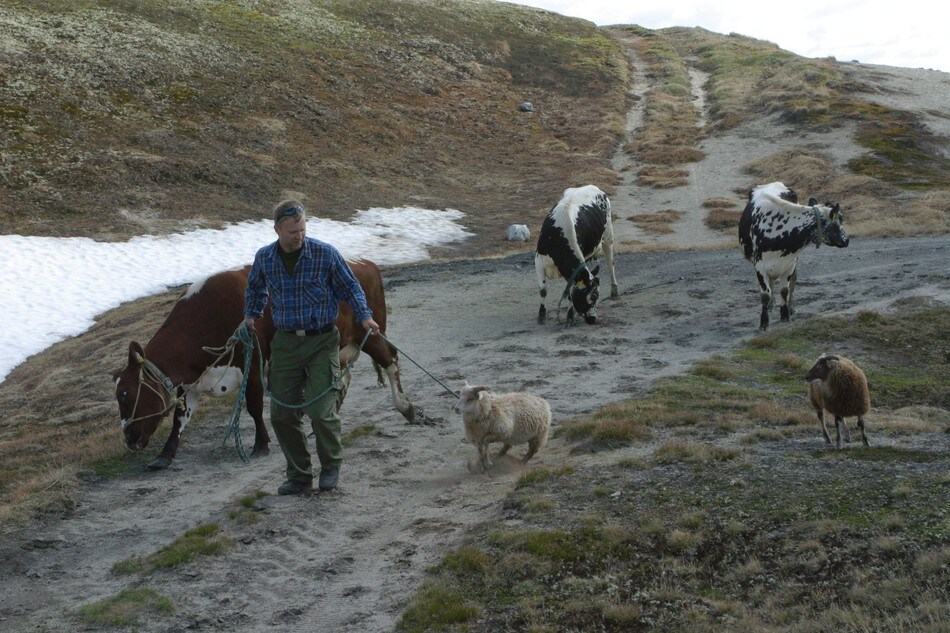 Buføring til Rauhelleren
