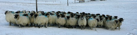 Nedsnødde sauer i det skotske høylandet (Foto: RUSSELL CHEYNE/REUTERS) Nedsnødde sauer i det skotske høylandet (Foto: RUSSELL CHEYNE/REUTERS)