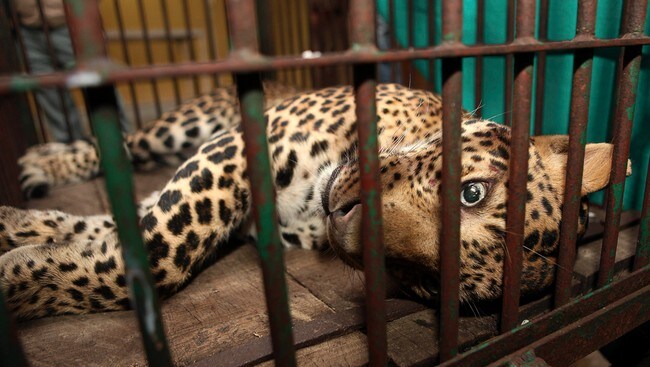 Leopard i India (Foto: Anupam Nath/Ap) Leopard i India (Foto: Anupam Nath/Ap)