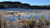 Ved Bjørktjønna i Bymarka