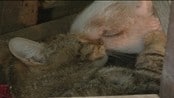 Uvanlig kjærlighet - Da grisungen på en bondegård i Danesti i Romania ble utstøtt av sin egen mor, tok gårdskatten ansvar og ble adoptivmor.