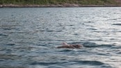 Svømmende ørn - Kandidat 4, årests seevideo 2012. Svømmende ørn