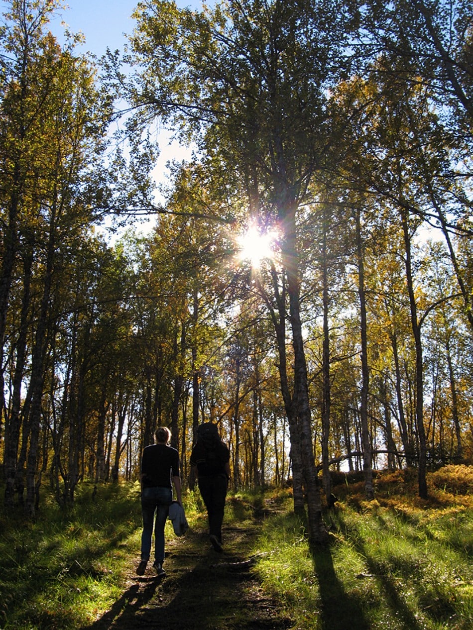 På vei til Nonsbu hytte gjennom skogen i full høstfarger, 9 september 2010.
