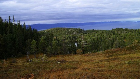 Høst i Herbernheia (Foto: Per Hugdal) Høst i Herbernheia (Foto: Per Hugdal)