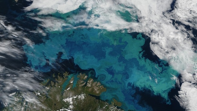 Planktonkunst (Foto: NASA)