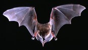 Flaggermus