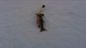Røyskatt på isfiske - Kandidat 8, årests seevideo 2012. Røyskatt på isfiske