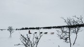 Wingren ned mot Alta - Innspurt i Finnmarksløpet 2014