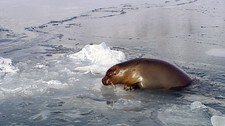 Storkobbe på tynn is (Foto: Torgeir Beck Lande/NRK)
