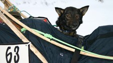 Hund i slede (Foto: Trine Hamran/NRK) Hund i slede (Foto: Trine Hamran/NRK)