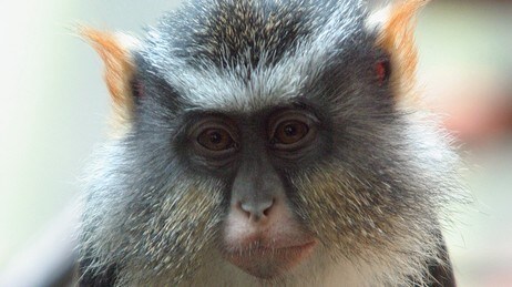 Ape (Foto: MARY SCHWALM/AP) Ape (Foto: MARY SCHWALM/AP)