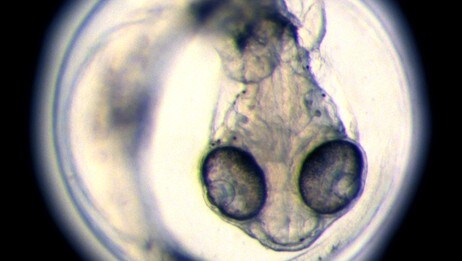 Torsken Koddy (Foto: Cryogenetics as)