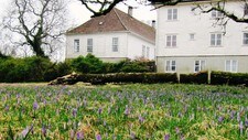 Krokusen pryder gressplenene på Arboretet. (Foto: Universitetet i Bergen) Krokusen pryder gressplenene på Arboretet. (Foto: Universitetet i Bergen)