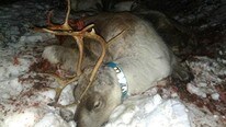 Påkjørt reinsdyr (Foto: Olof Anders Kuhmunen)