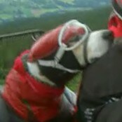 Hund på Honda Hund på Honda