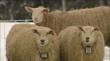 Sauer (NRK) Sauer (NRK)