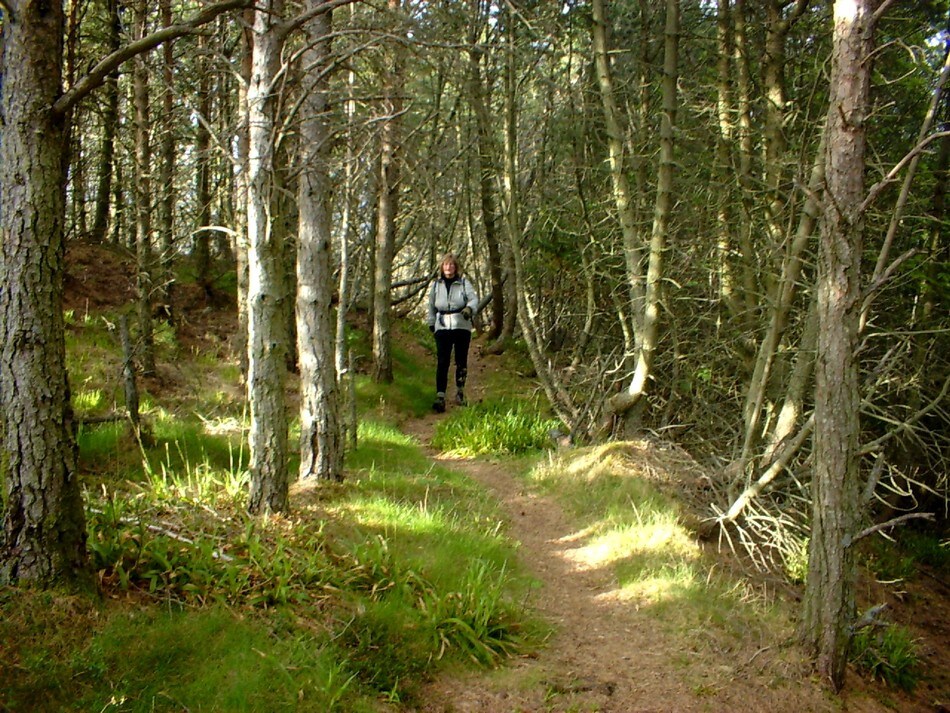 Stien ut går delvis gjennom skog (mai03).