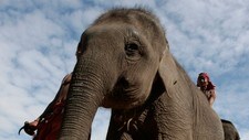 Elefant (Foto: SUKREE SUKPLANG/REUTERS)