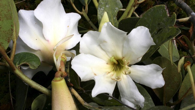 Rododendron (Foto: WAYNE TAKEUCHI/AP)