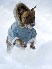 Hund i snøen (Scanpix) Hund i snøen (Scanpix)