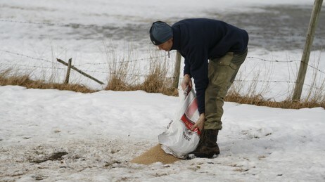 Mating av svaner (Foto: Gunnar Morsund/NRK)
