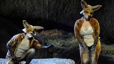 'Den listige lille reven' fra Teatro Comunale i Firenze 'Den listige lille reven' fra Teatro Comunale i Firenze
