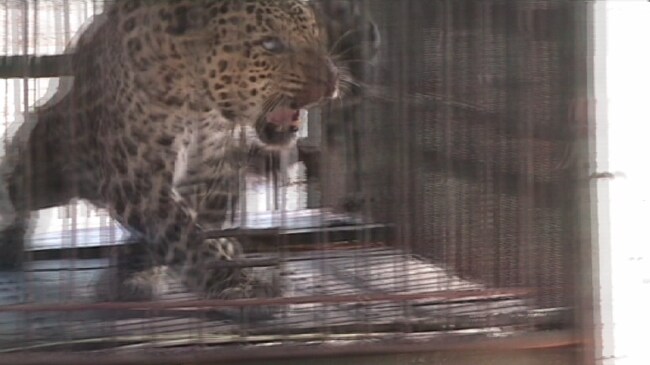 Leopard (Foto: Jørn Thomassen, NINA)
