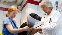 Veterinær Elise Lium og dyrepleier Heidi Rasch Johnsen (t.v.)  (Foto: Roald, Berit/SCANPIX)