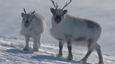 En svalbardrein med sin kalv. (Foto: Erik Ropstad)