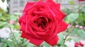 Rose Burgund
