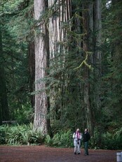 Redwood (Foto: Halvor Elvik) Redwood (Foto: Halvor Elvik)