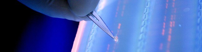 DNA fragment kuttes under UV lys. (Foto: Wong Maye-e/AP) DNA fragment kuttes under UV lys. (Foto: Wong Maye-e/AP)