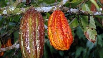 - Kvinner bør drikke mer kakao - NRK - Livsstil