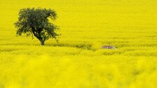 Rapsolje blir biodrivstoff (Scanpix/AFP) Rapsolje blir biodrivstoff (Scanpix/AFP)