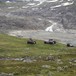 Rembedalsseter tidlig i juli 2010