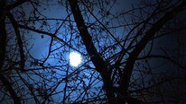 Bright fool moon shining over tree branches (Foto: Horia Andrei Varlan/Flickr)