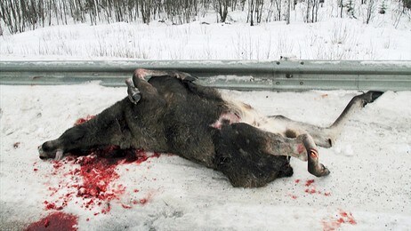 Død elg Saltdal (Foto: Knut F. Olsen) Død elg Saltdal (Foto: Knut F. Olsen)