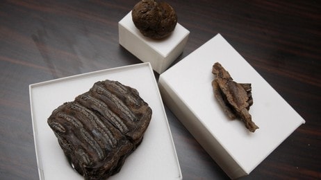 Britain Early Human (Foto: Sang Tan/Ap) Britain Early Human (Foto: Sang Tan/Ap)
