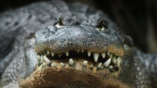 Alligator head front Alligator head front (Foto: Anterovium/Colourbox) Alligator head front Alligator head front (Foto: Anterovium/Colourbox)