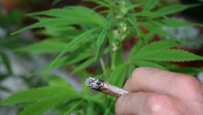 Marihuana (Foto: Jean Francois FREY/PHOTOPQR/L'ALSACE) Marihuana (Foto: Jean Francois FREY/PHOTOPQR/L'ALSACE)